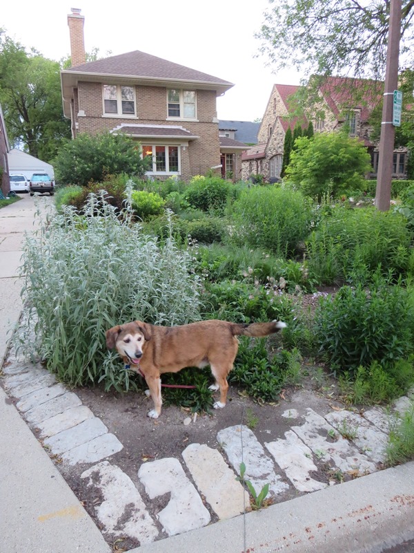 Front lawn replaced with native plants to reduce stormwater runoff.